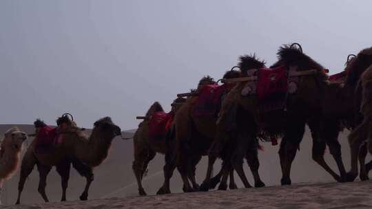 敦煌鸣沙山月牙泉骆驼队沙漠骆驼