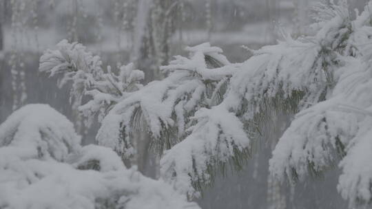 冬天雪景 下雪空镜