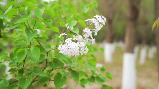 丁香花绿叶春天