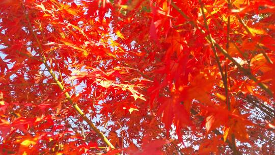 秋色秋天里的红色枫叶