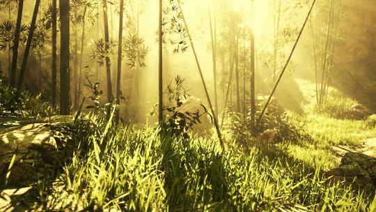 热带雨林中的竹林景观