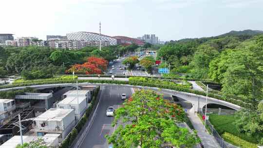 中国广东省广州市白云区白云大道南凤凰花