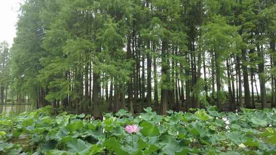 夏季农业种植荷花荷叶莲藕实拍