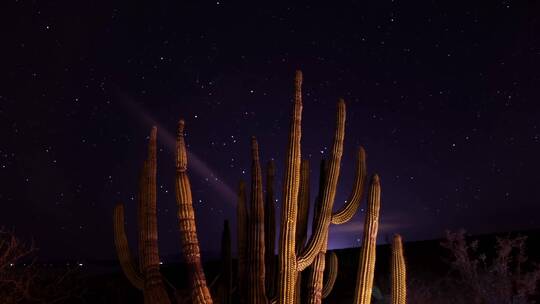 沙漠仙人掌星空唯美延时