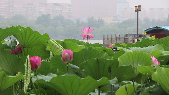 济南夏季大明湖，雨中荷花盛开娇艳醉人