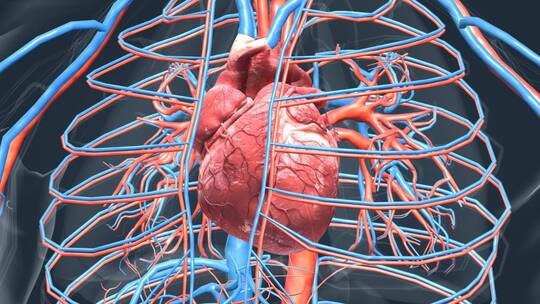 31.医学人体心脏运转跳动视频素材模板下载