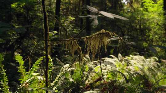 树林丛林野草