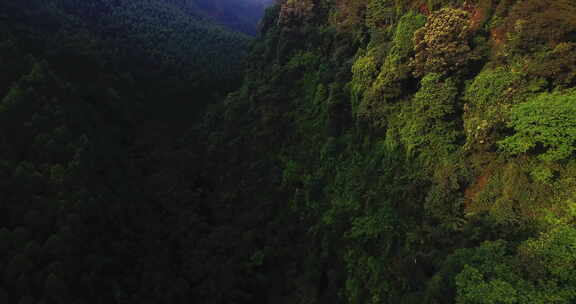 航拍大山深处林场森林植被自然风光