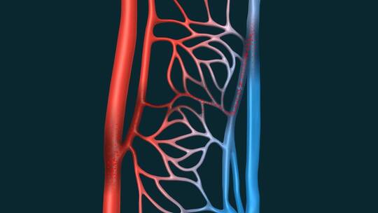 医学血管动静脉毛细血管血液肺循环动画