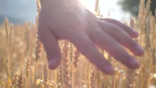 4K-女孩的手轻轻拂过成熟的麦穗