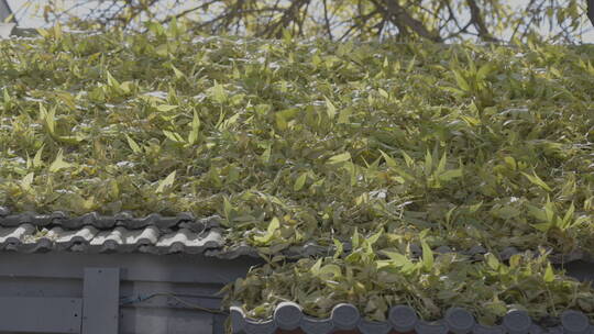 北京秋天景色 唯美秋天