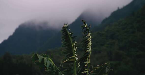 强风吹过香蕉树，背景是雾蒙蒙的山脉