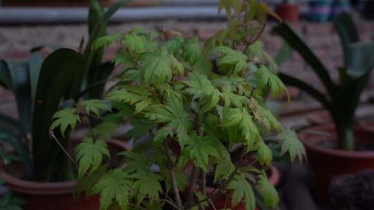 花 观赏花 欣赏 种植 绿植