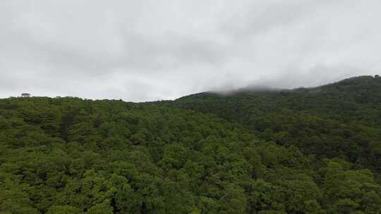 穿越机森林飞行第一视角飞越山峰阴天FPV