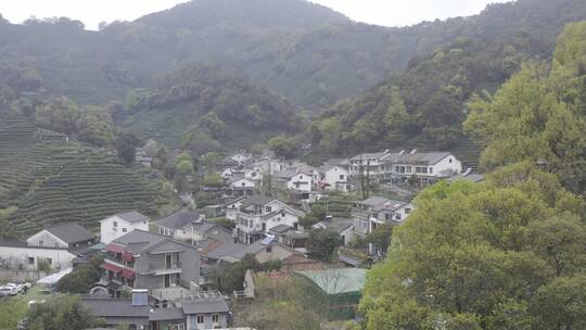 杭州西湖梅家坞茶园茶山