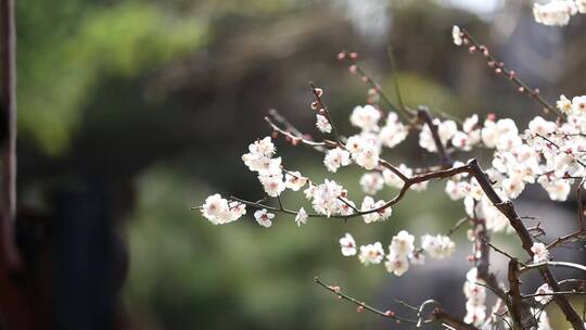 济南：趵突泉景区内玉兰花、梅花盛开视频素材模板下载