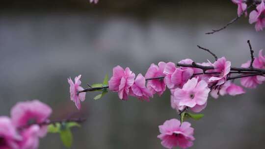 沕沕水生态风景区 梅花 粉色 植物 景色