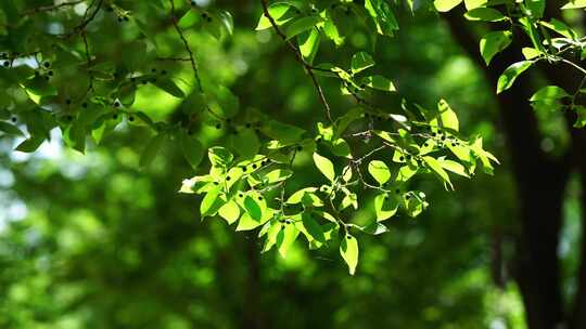 洛阳夏日大自然阳光下的植物空镜头