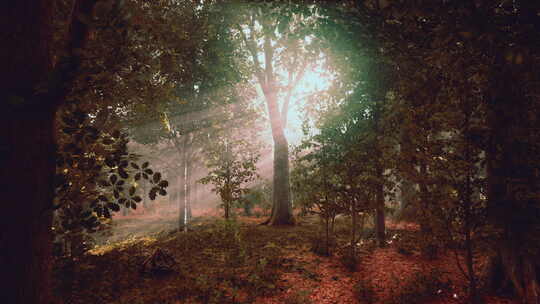 阳光森林清晨大自然