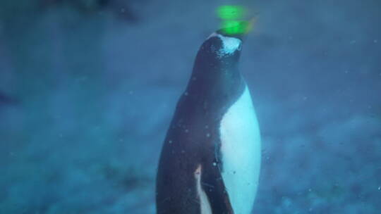 北极动物四处张望的企鹅