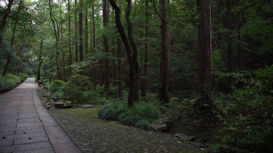 杭州西湖景区虎跑公园森林氧吧