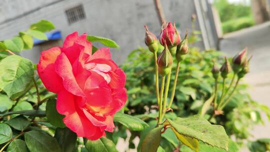 疫情城市农村街道菜园春天绿色植物