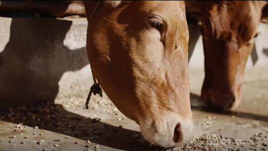 肉牛养殖 养殖场 母牛检测