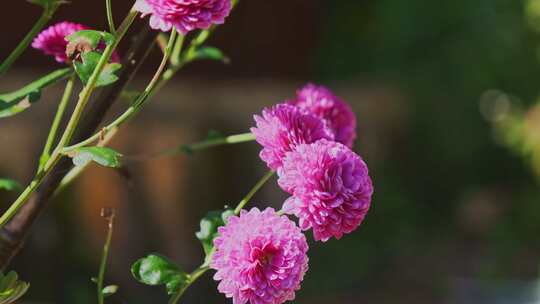 唯美花朵菊花紫色小雏菊