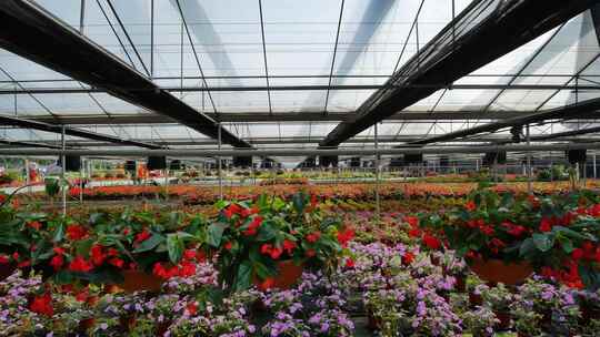 温室大棚花卉种植育苗视频素材模板下载