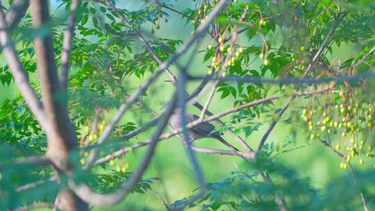 南方乡村苦楝树上的珠颈斑鸠视频素材模板下载