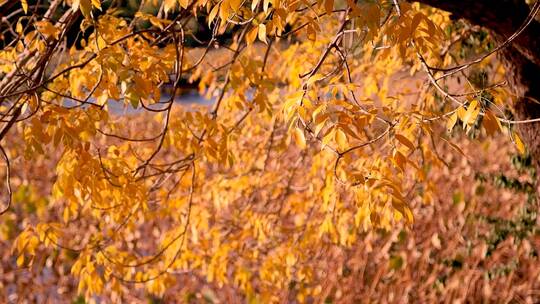 自然唯美黄色枫叶秋天风景实拍