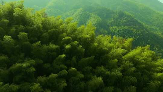 江南竹山竹海竹林竹叶生态环境航拍