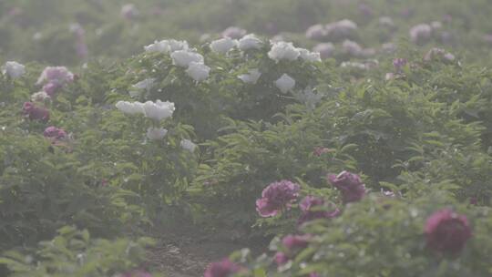 牡丹花种植LOG视频素材