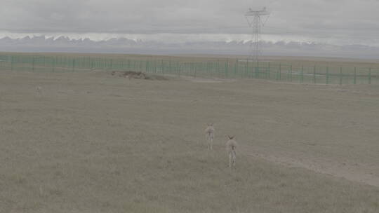 青海省可可西里藏羚羊幼崽14视频素材模板下载