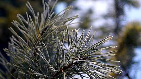 雪后松枝特写视频素材模板下载