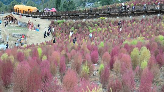 浪漫的乡村振兴植物植被地肤草