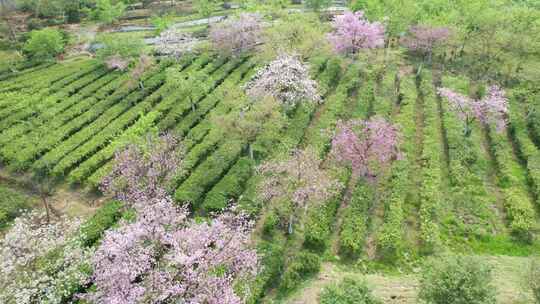 湖南省郴州市高椅岭樱花茶园4k航拍风光