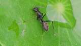 大黑蚁在绿色植物上活动的微距特写高清在线视频素材下载