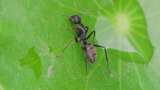 大黑蚁在绿色植物上活动的微距特写高清在线视频素材下载
