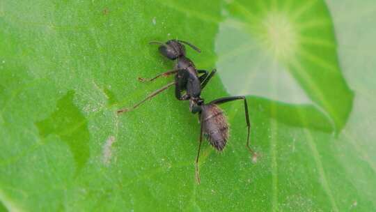 大黑蚁在绿色植物上活动的微距特写