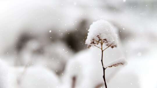 雪花 下雪 冬天视频素材模板下载