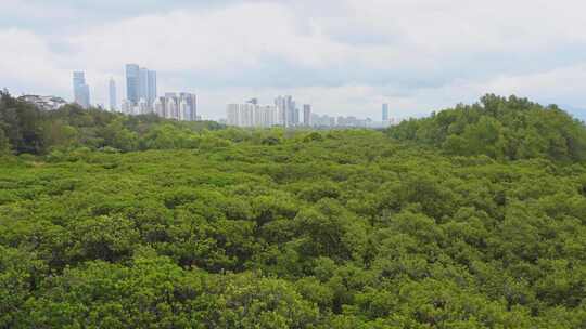 广东深圳福田红树林保护湿地公园城市天际线