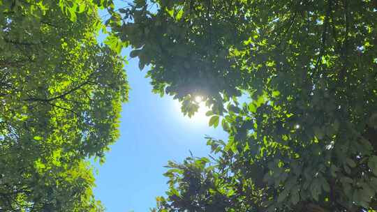 绿色阳光树叶素材植树节阳光透过树叶实拍