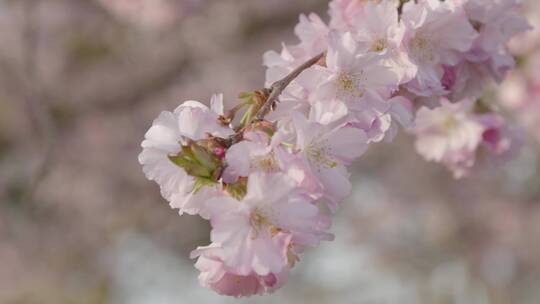 开花树枝的极端特写