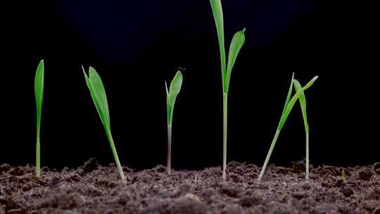种子生根发芽植物生长生命生长视频素材模板下载