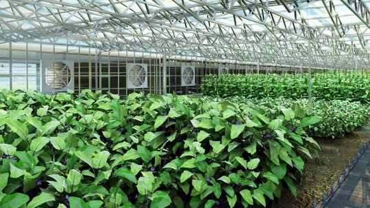 4K三维智慧农业温室大棚乡村振兴