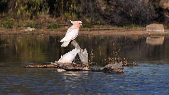 三只米切尔大凤头鹦鹉落在河里的树枝上喝水