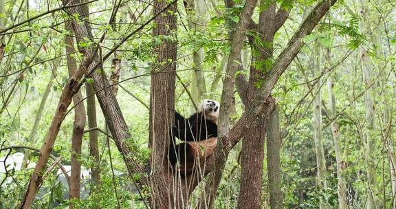 初夏树林里爬树的大熊猫