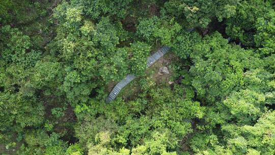 广东东莞：游客在树木掩映的登山步道中行走