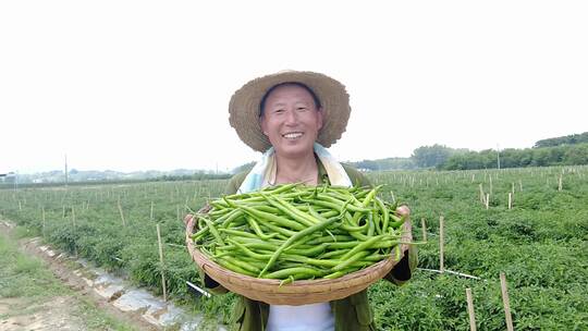 辣椒种植基地